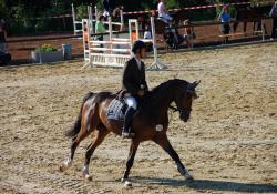Equestrian FEI World Championships Aachen 2026 Bilety